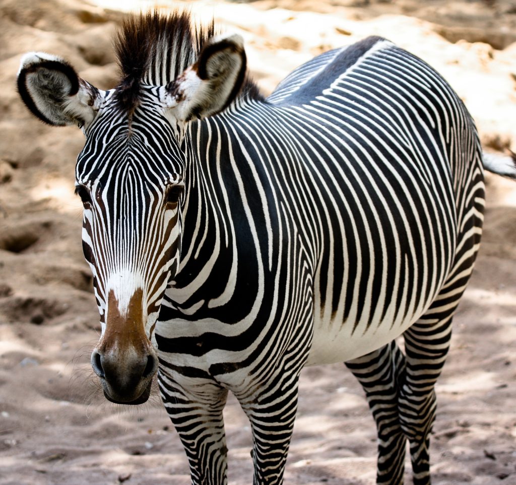 Ce este Zebra lui Grevy