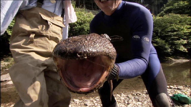 Salamandra uriașă japoneză