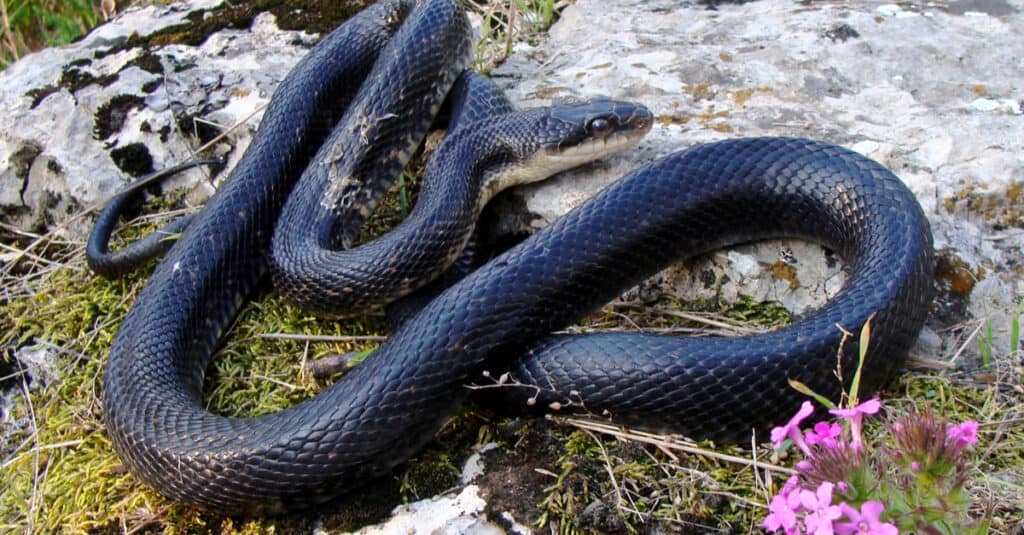 Un șarpe negru de șobolan adult se ridică peste o stâncă