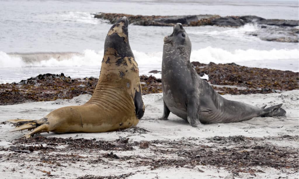 Sea Lion Island - Falklands