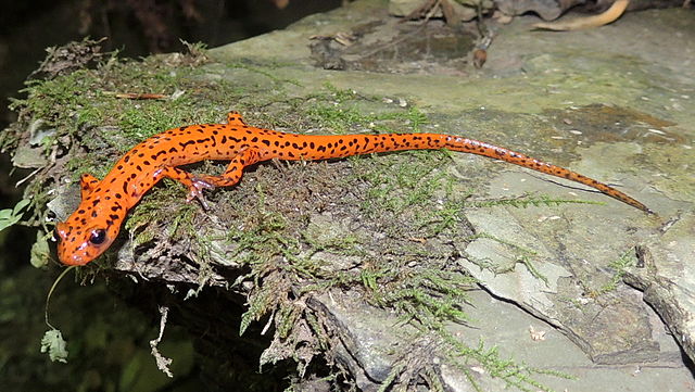 habitatul salamandrei cu coadă lungă