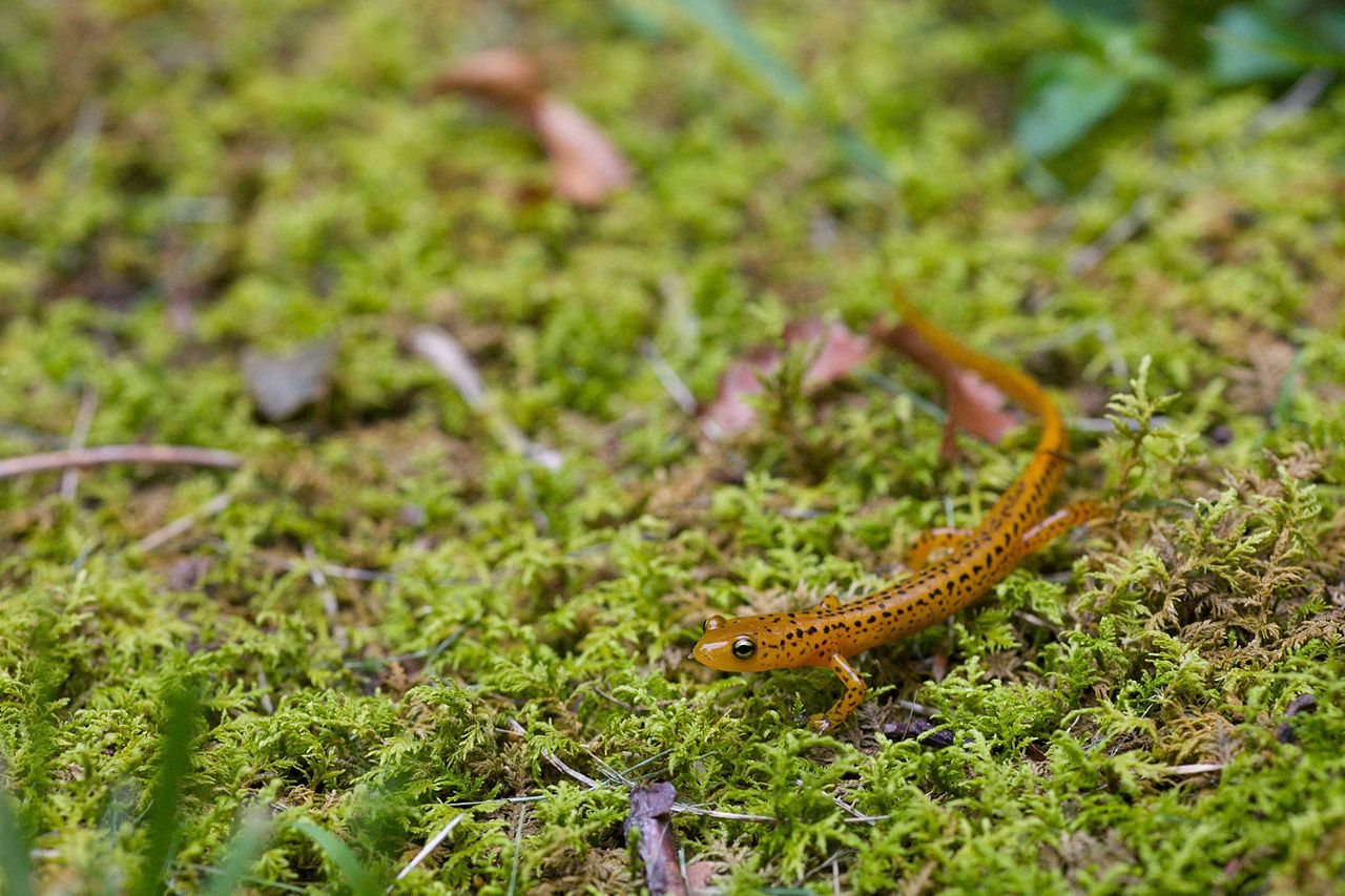 salamandra cu coada lunga fapte