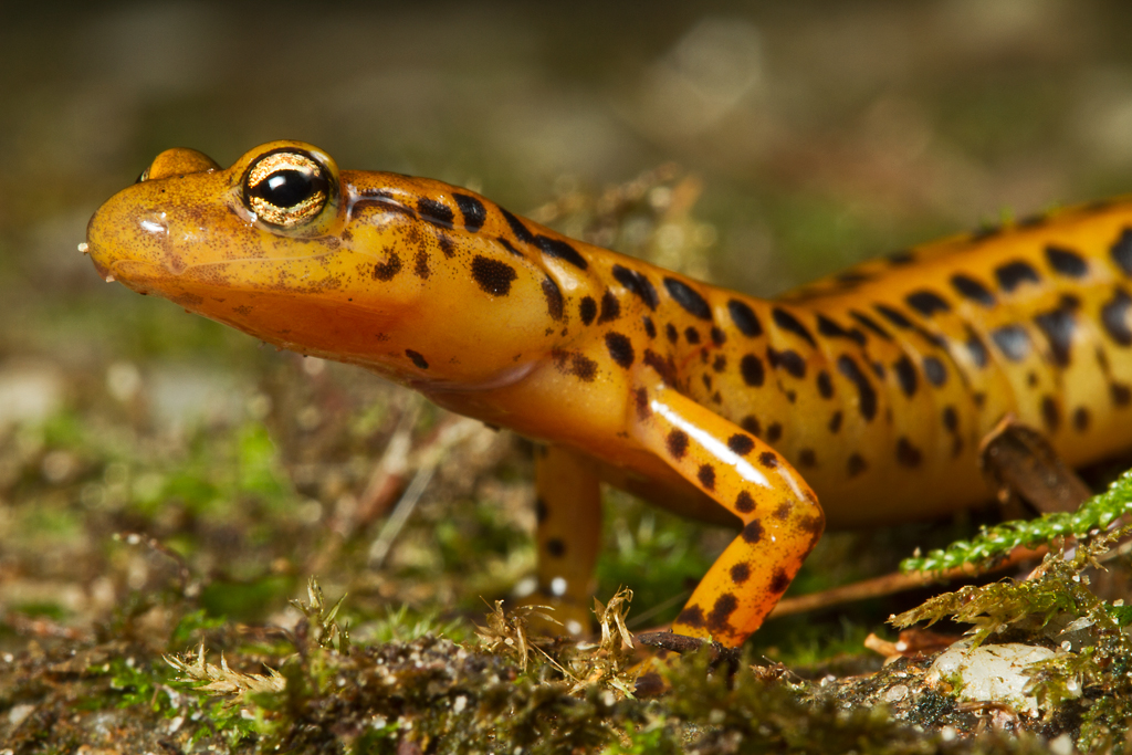 Salamandra cu coada lunga