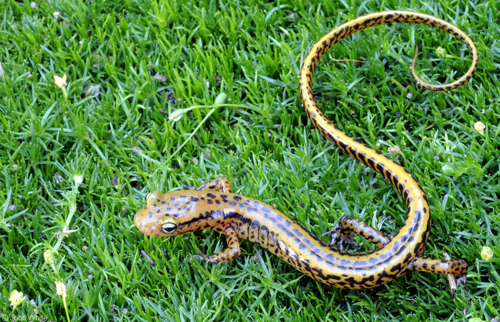 Salamandra cu coada lunga