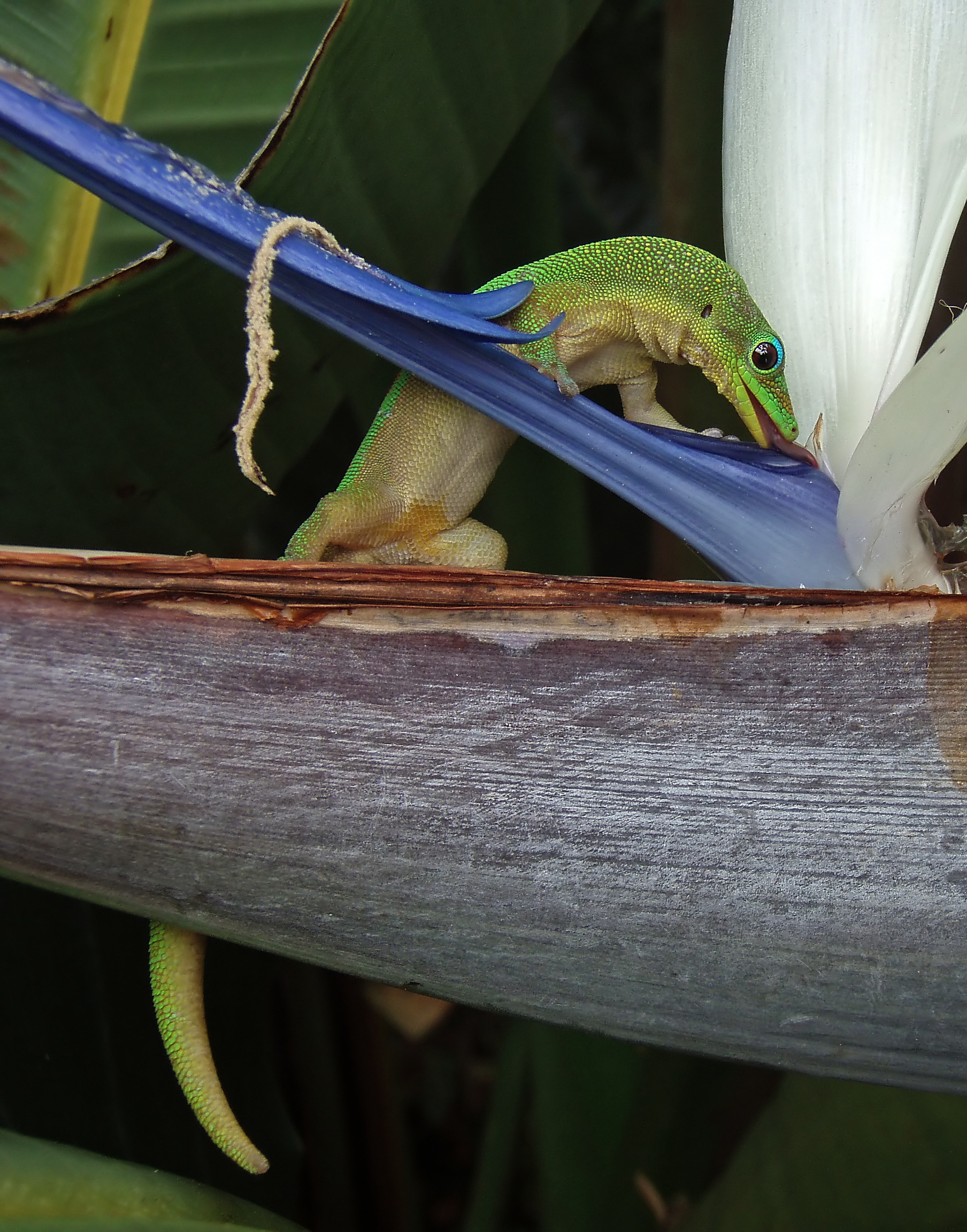 Madagascar giant day gecko de vânzare