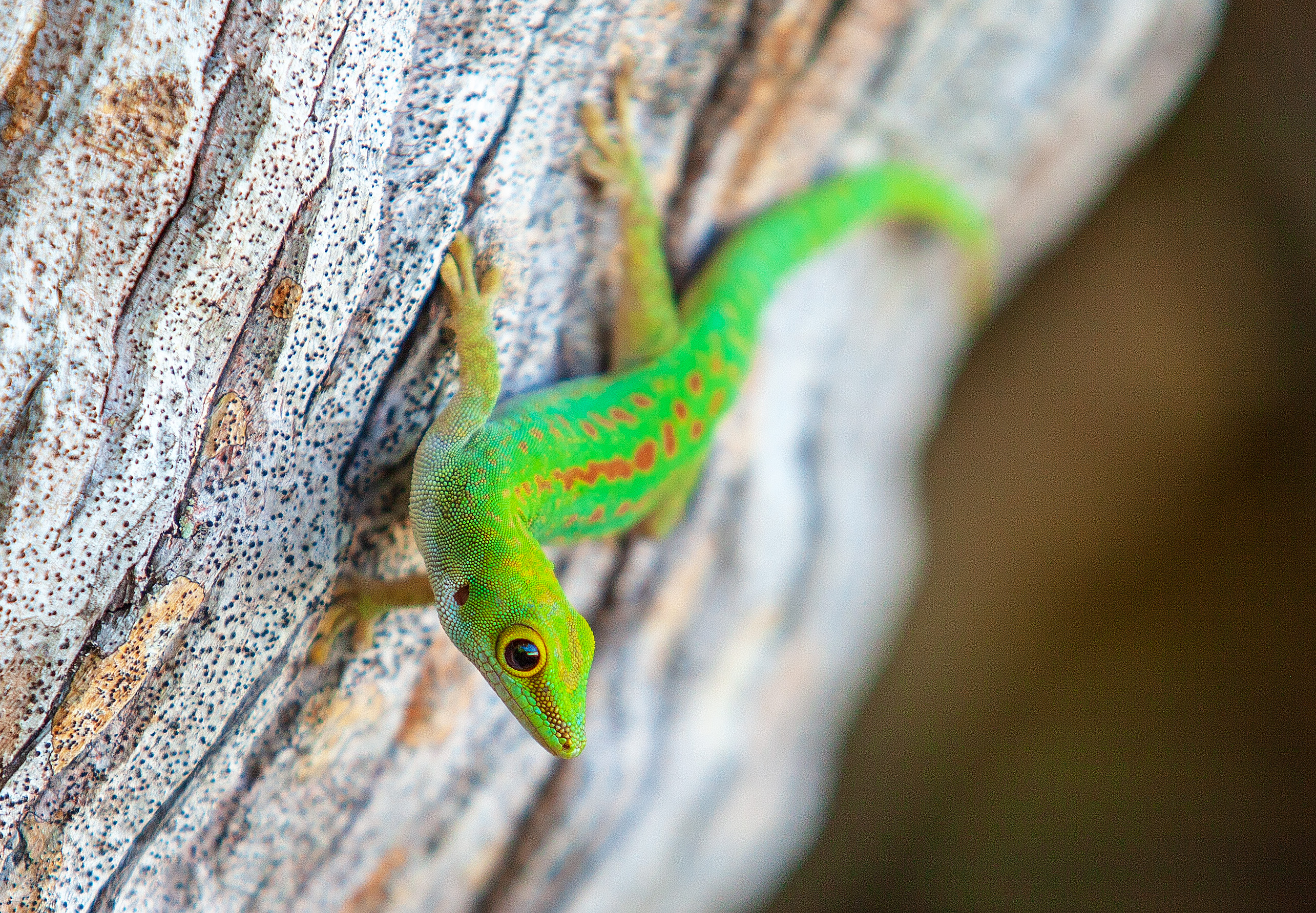 Madagascar giant day gecko size