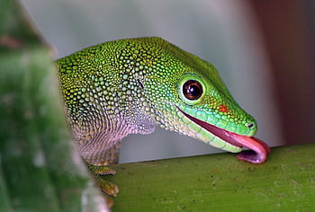 animal de companie gecko gigant de zi din Madagascar