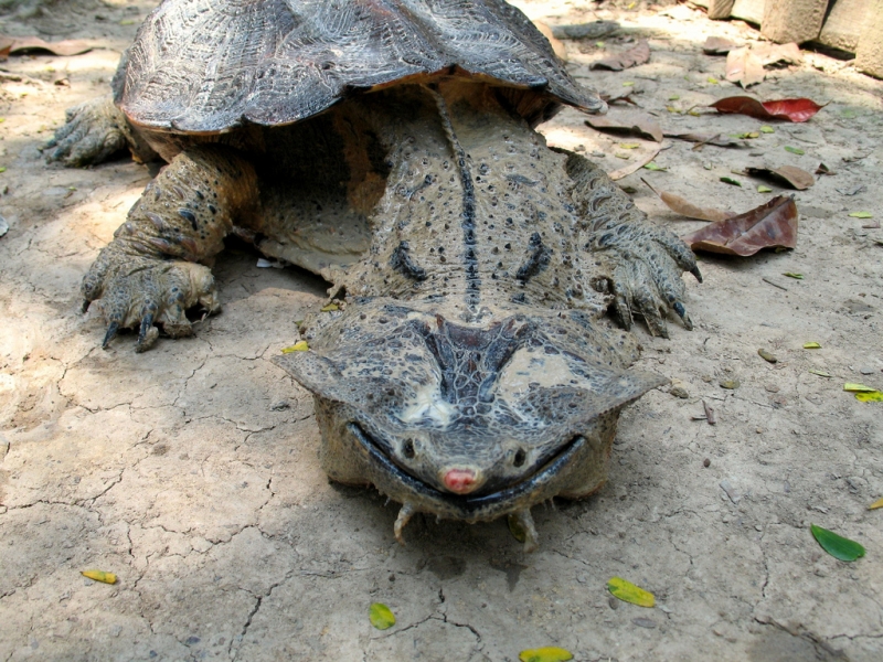 Matamata Turtle