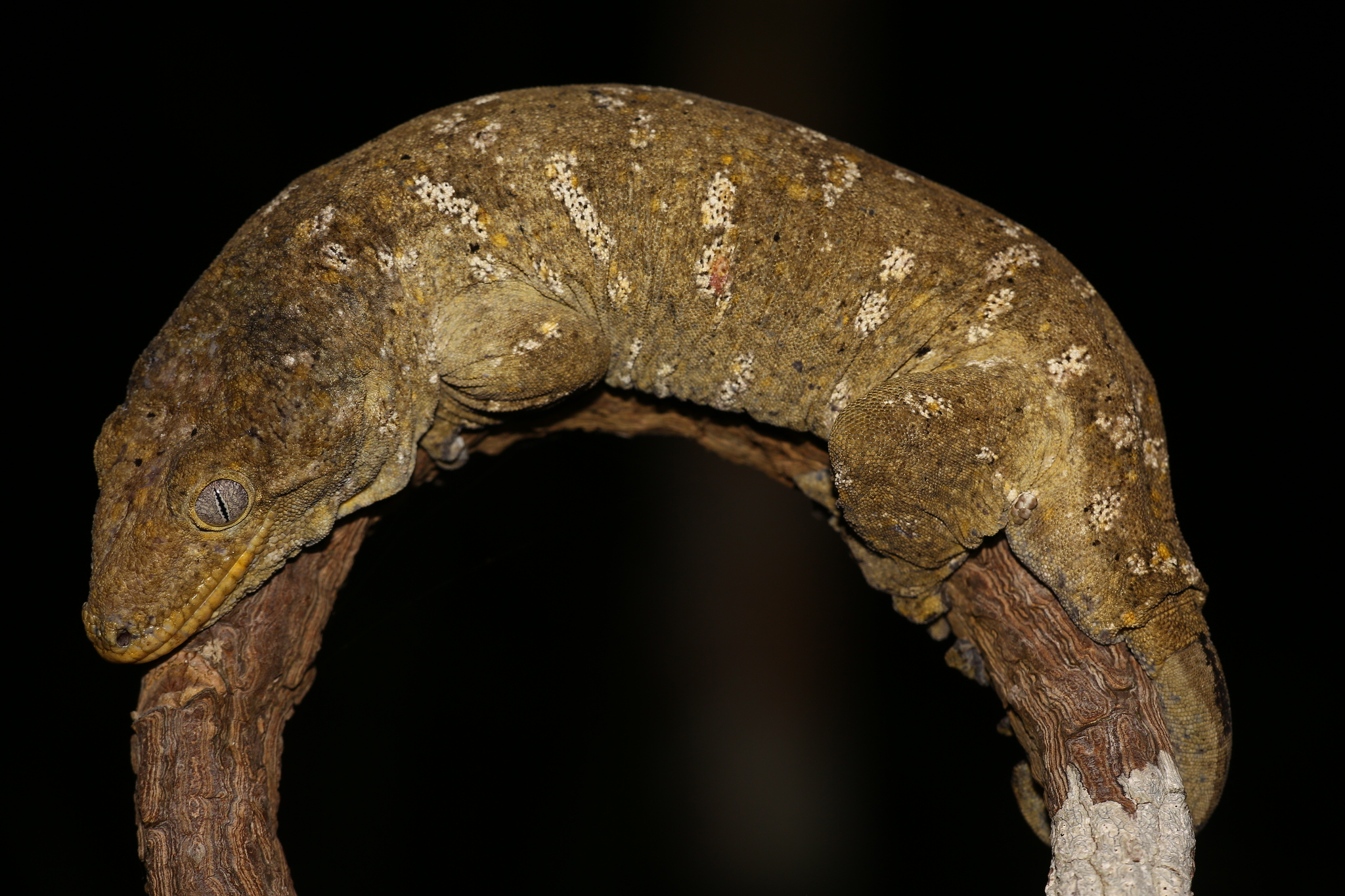 Gecko din Noua Caledonie de vânzare