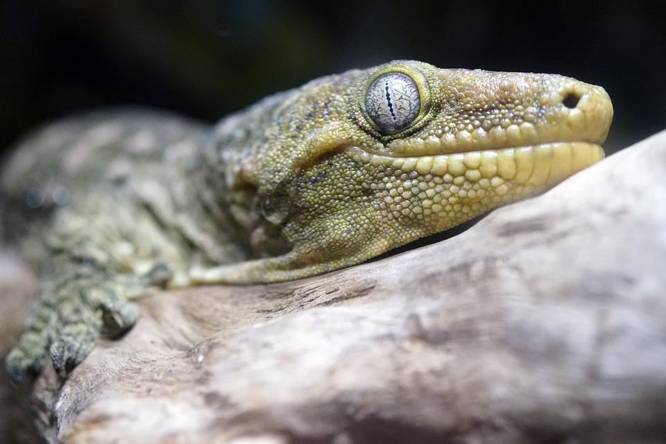 tipuri de gecko din Noua Caledonie