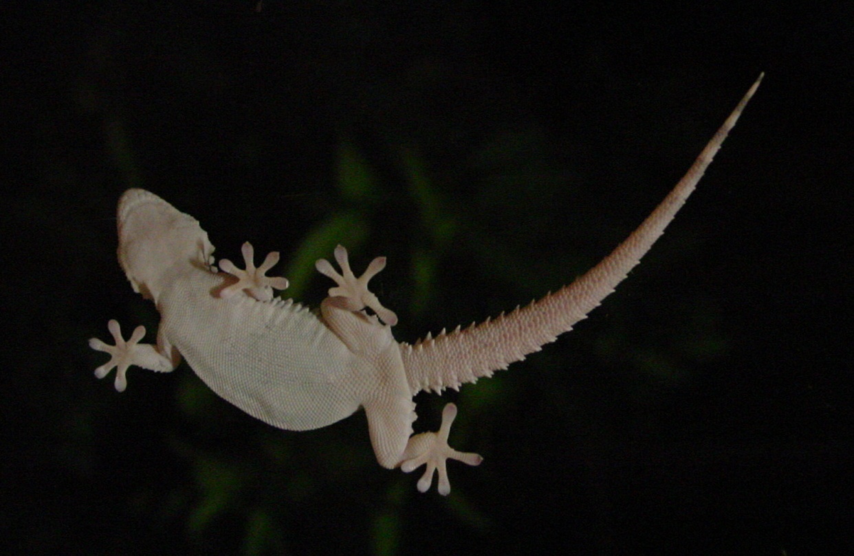 îngrijire gecko nou-caledonian