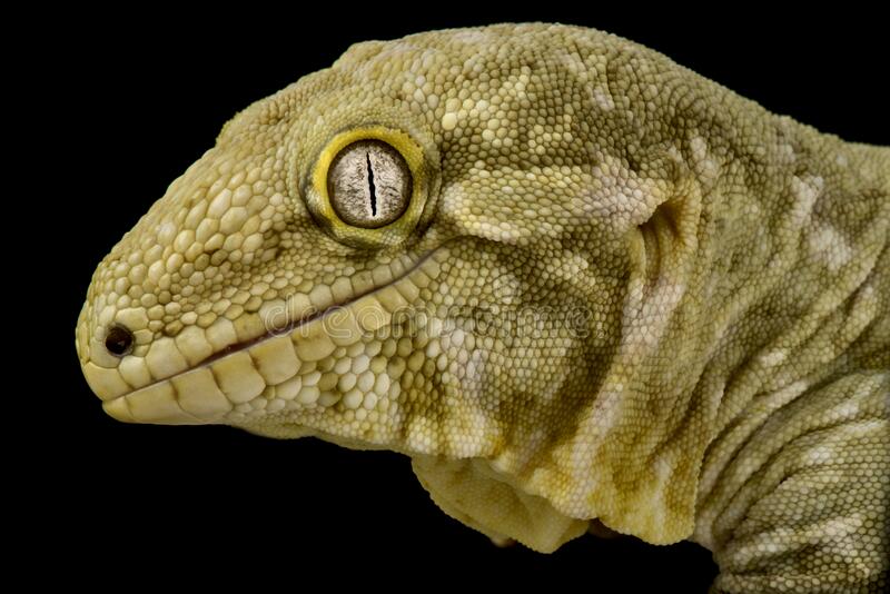 Gecko din Noua Caledonie