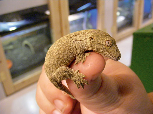Gecko din Noua Caledonie