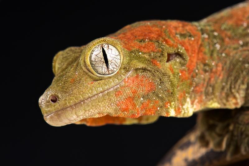 New Caledonian gecko