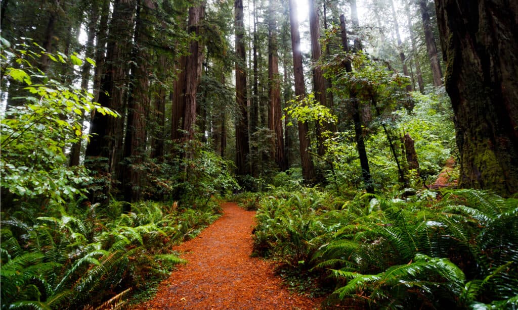 Parcul Național Redwood