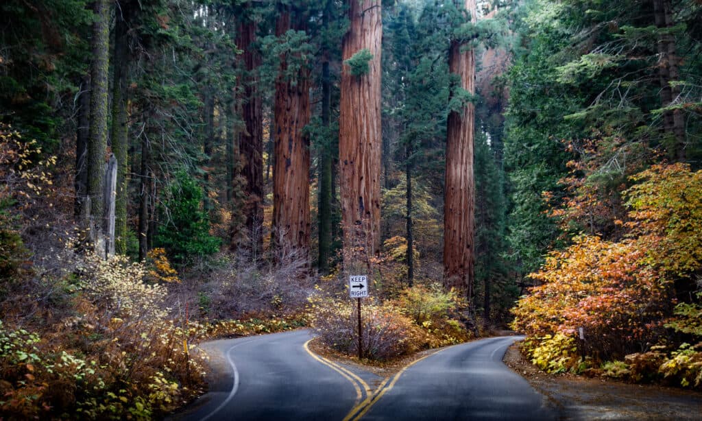 Parcul Național Sequoia
