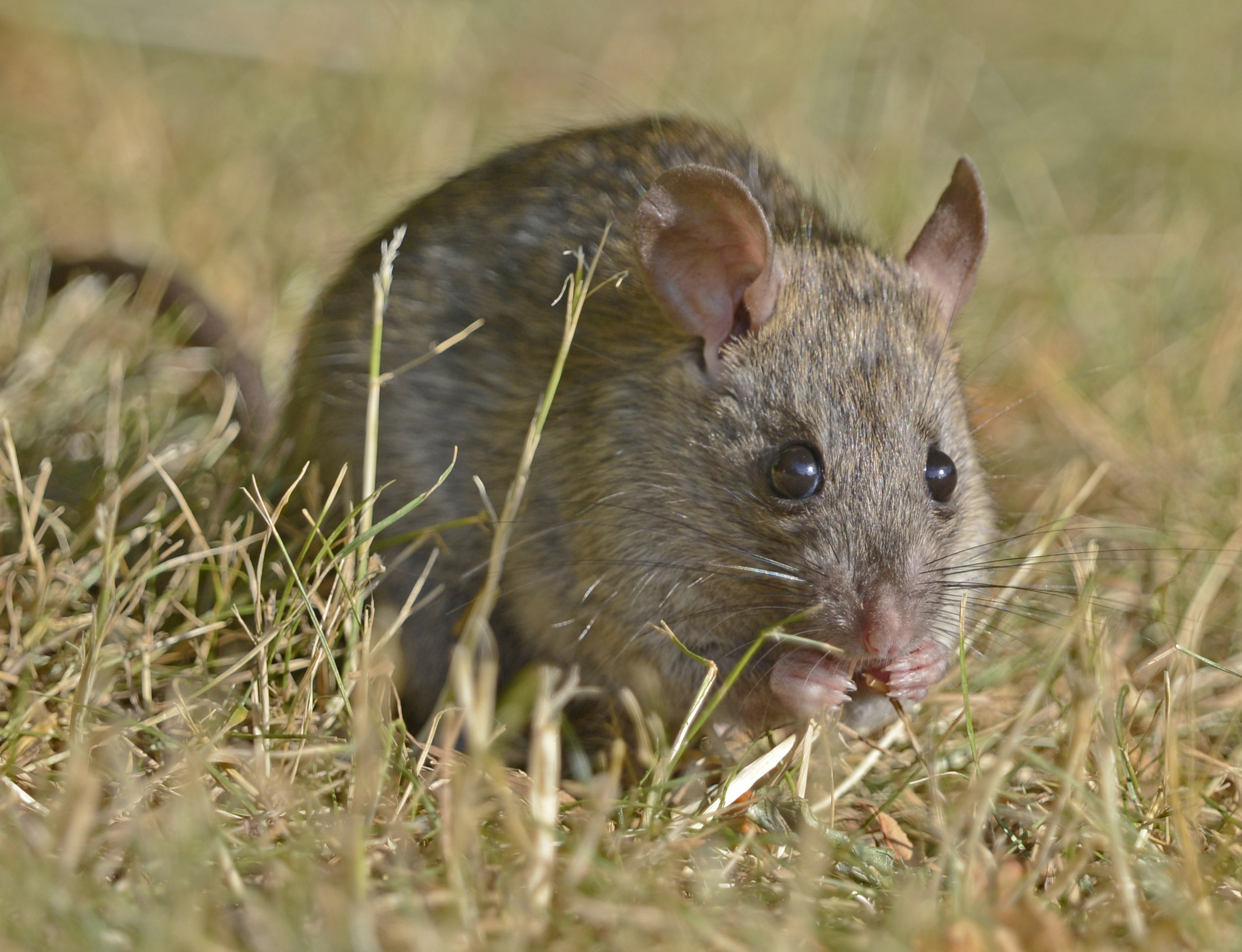 denumire științifică a șobolanului norvegian