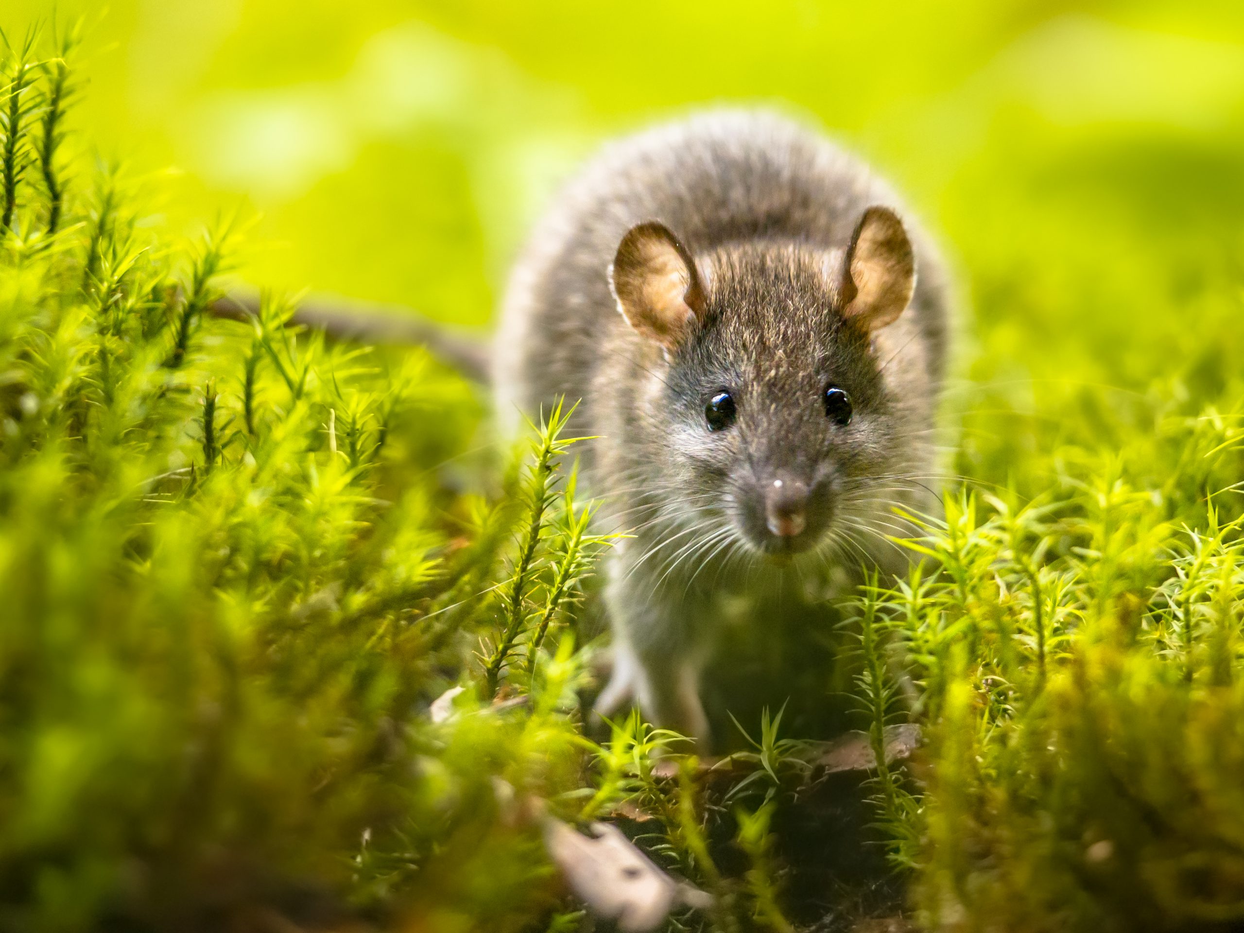 Fapte interesante Norvegia șobolan