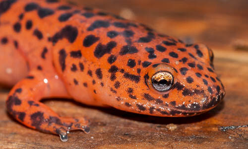 salamandra roșie de nord