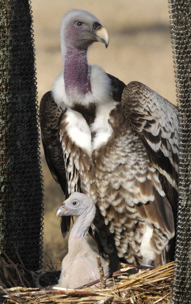 Vulturul grifon al lui Ruppell