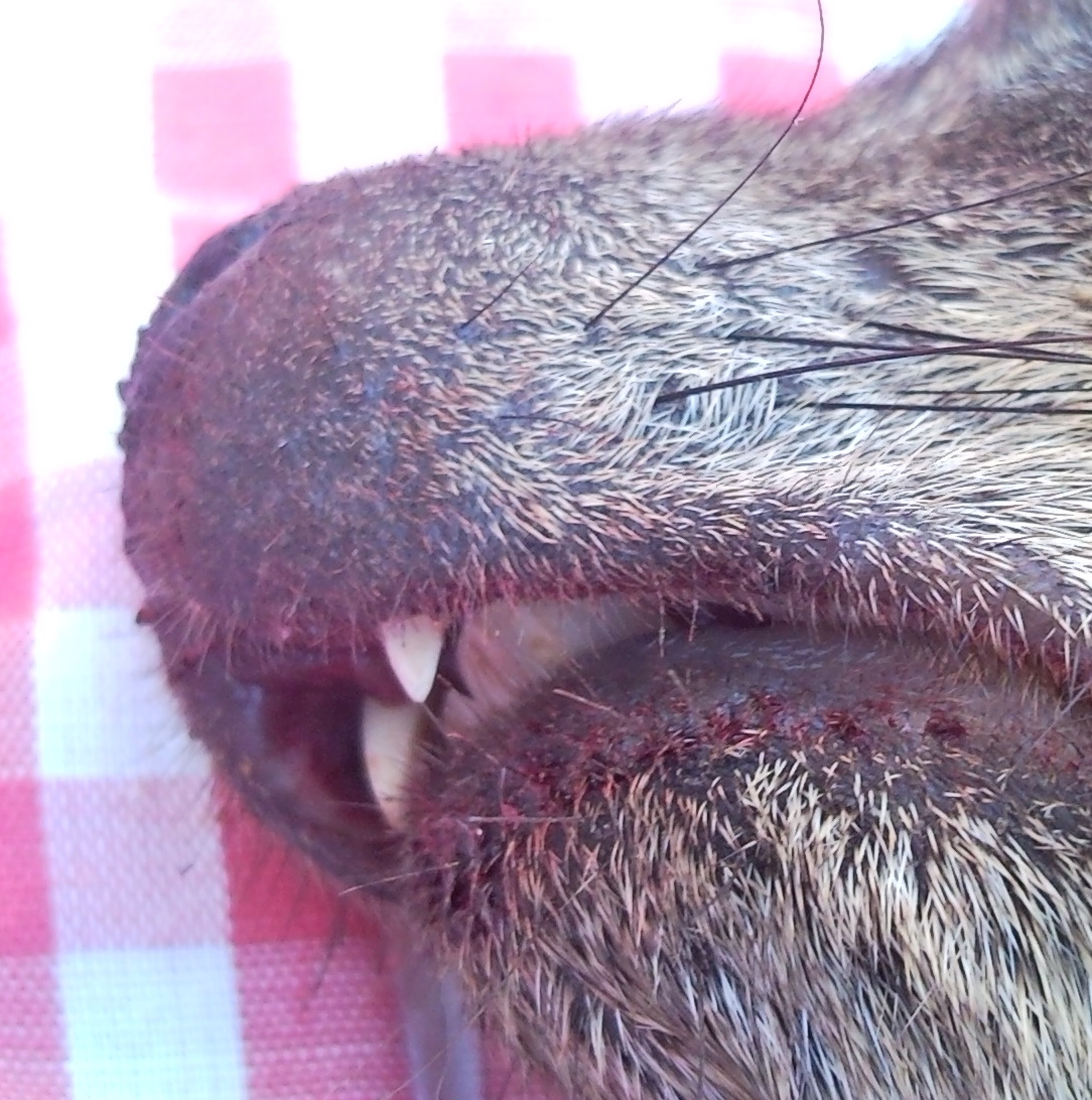 dinții de stâncă hyrax
