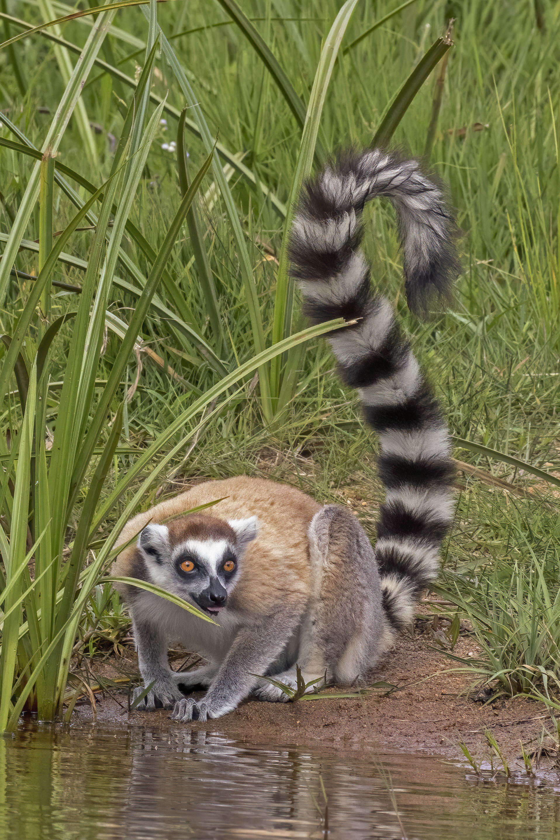 nume științific de lemur cu coadă inelată