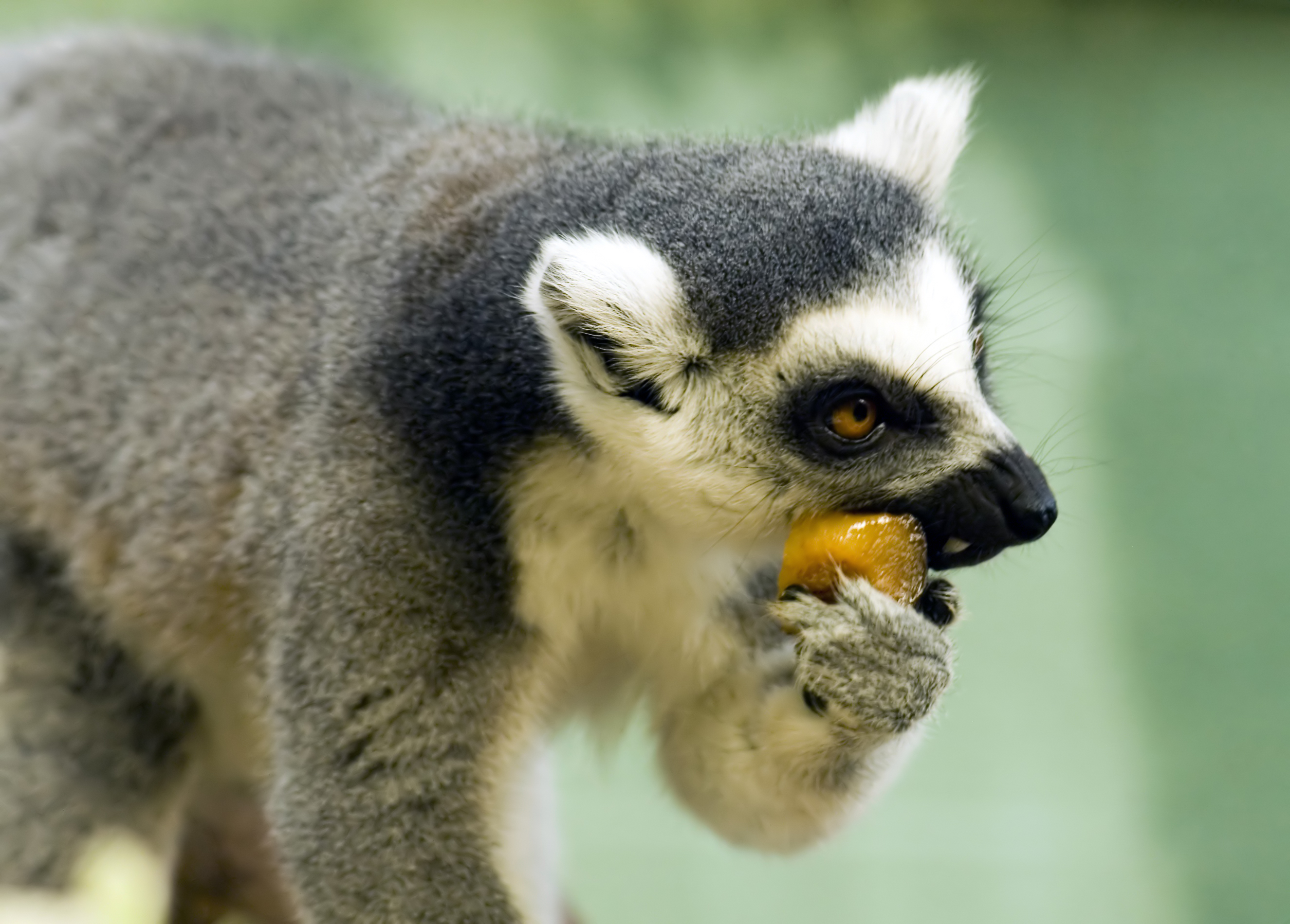 dieta cu lemur cu coadă inelată