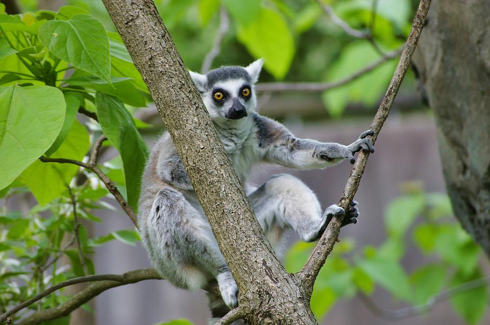 adaptări de lemur cu coadă inelată
