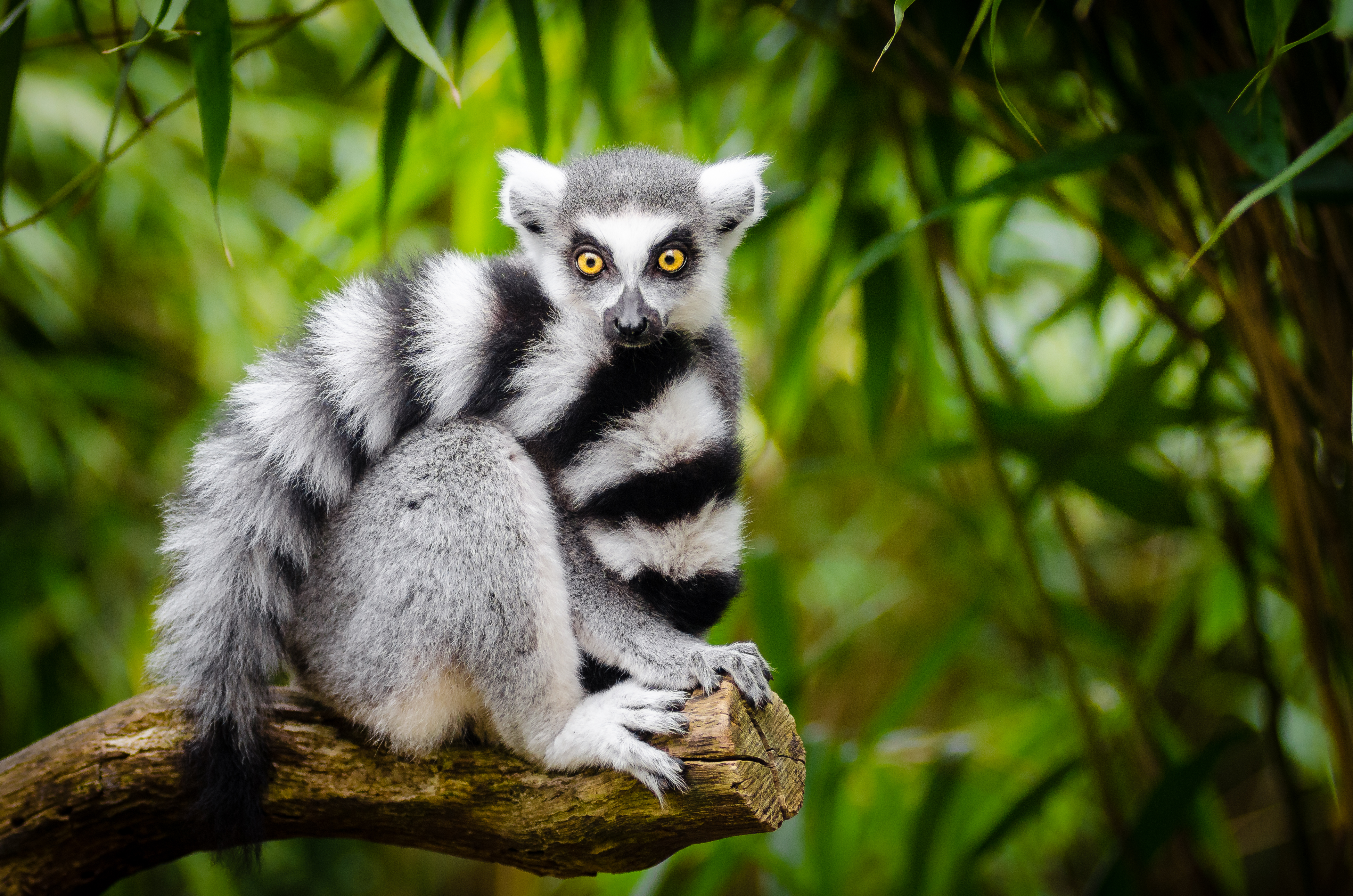 lemur cu coadă inelară pe cale de dispariție