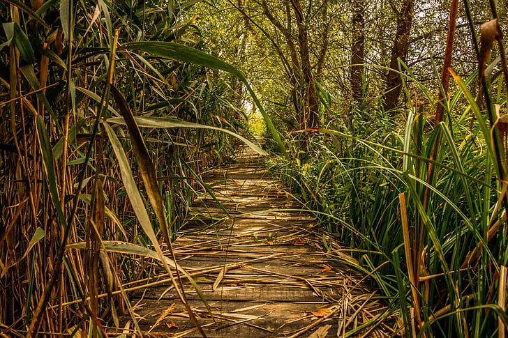 pădure de bambus tadoba