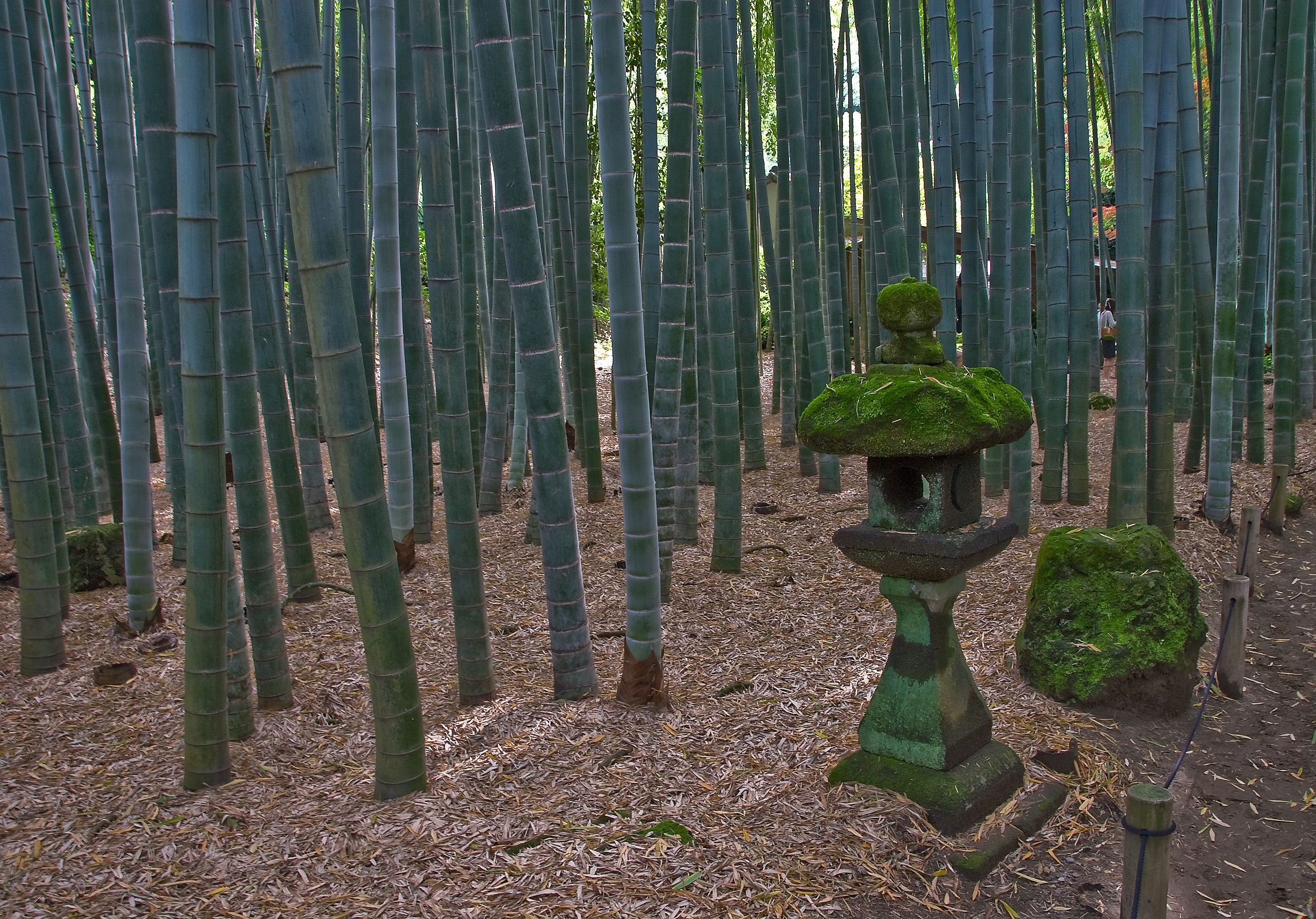 Cum se numește o pădure de bambus?