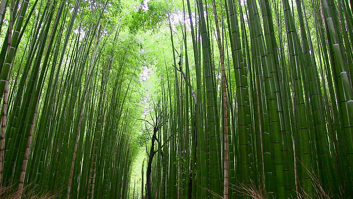 Ce trăiește în pădurile de bambus?