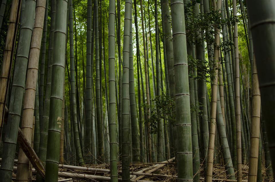 Există o pădure de bambus în SUA?