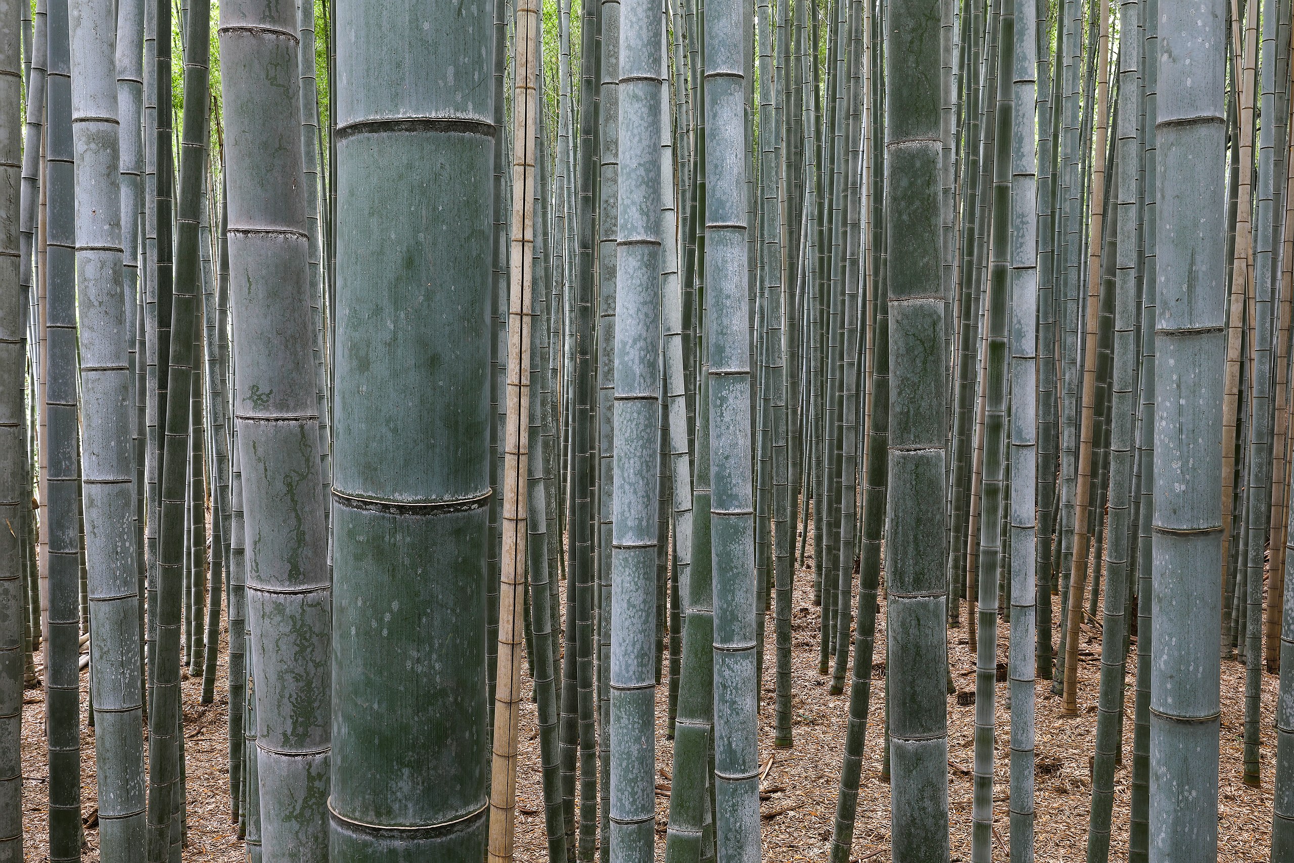 Ce poți mânca într-o pădure de bambus?