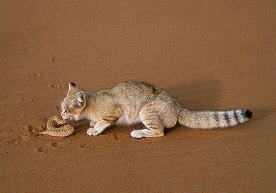 pisici de nisip