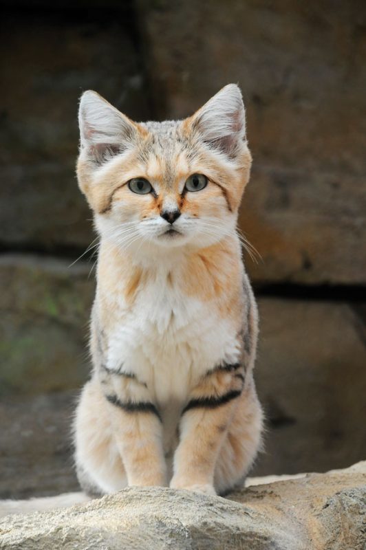 Sand Cats