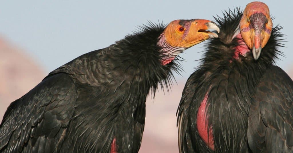 Cele mai mari păsări de pradă - California Condor