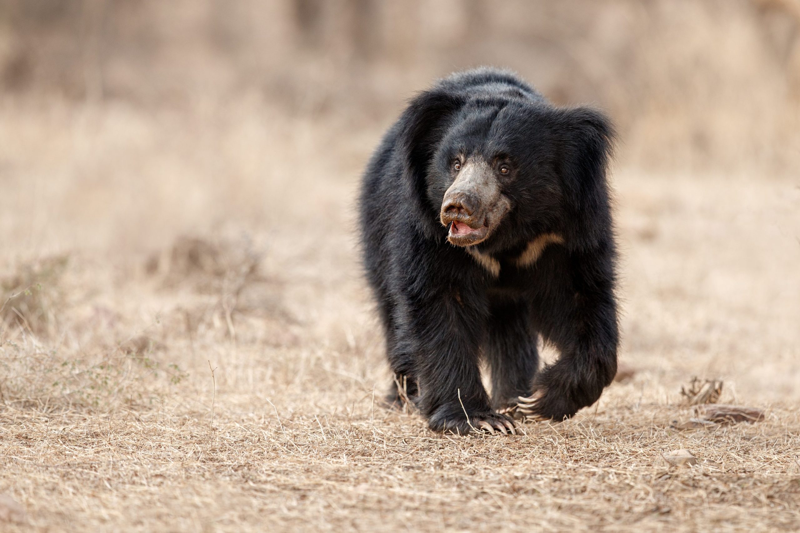 7 fapte interesante despre urșii leneși!