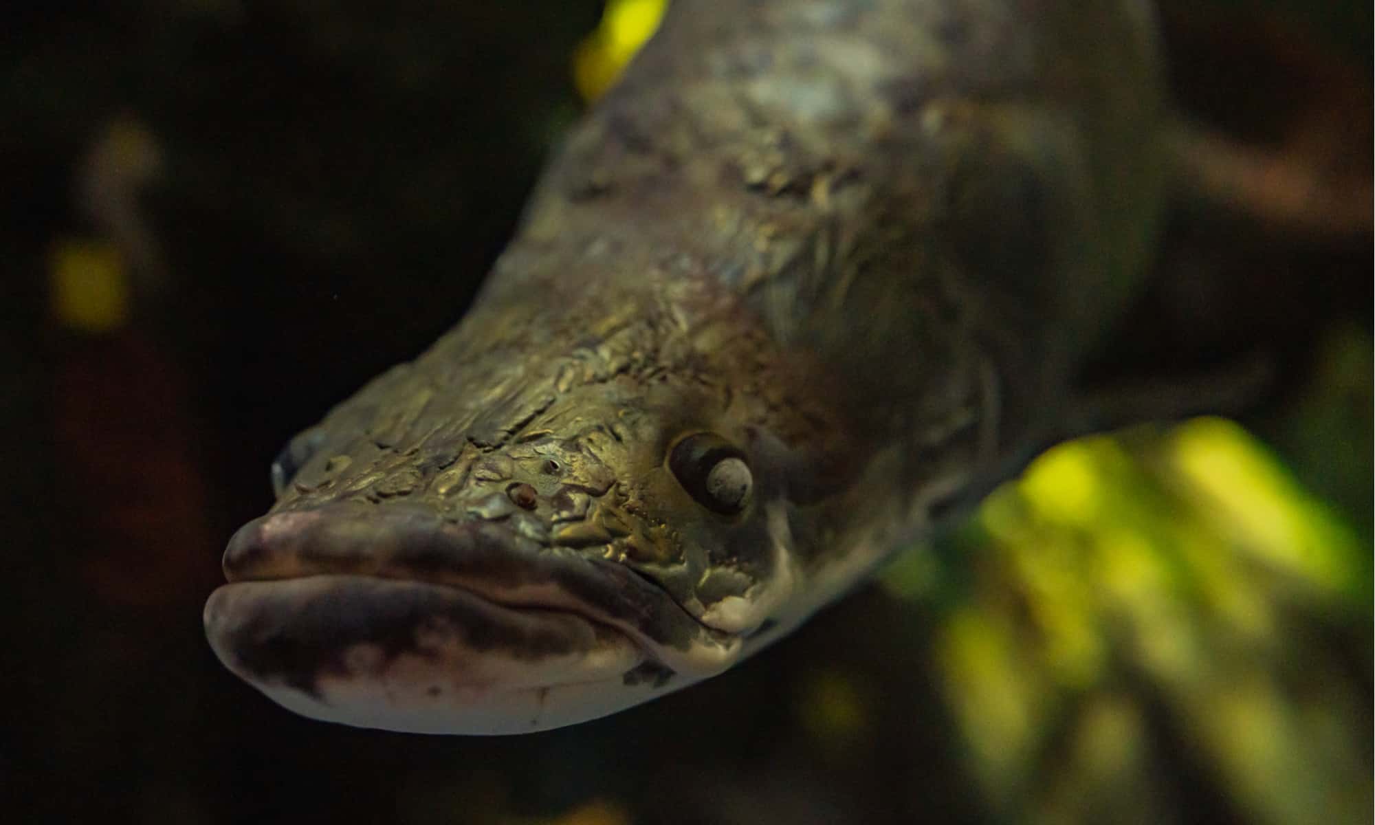 Monștri de râu: Descoperiți cel mai mare pește din râul Amazon