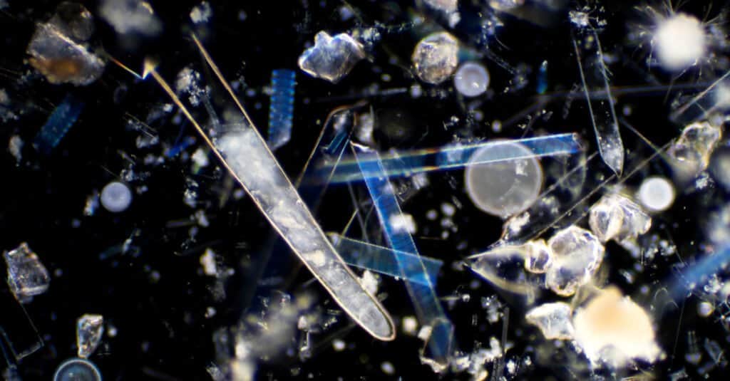 Ce mănâncă planctonul - Vedere microscopică