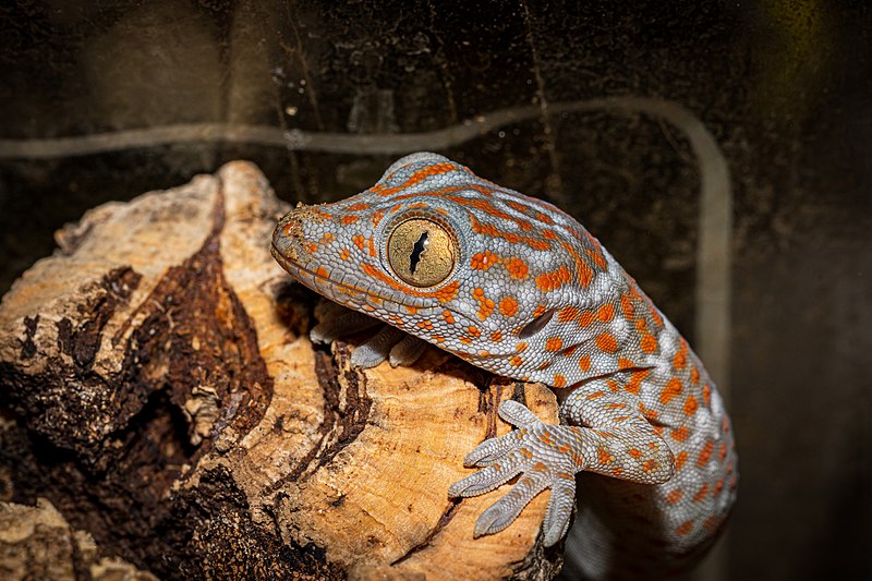 durata de viață a gecko tokay