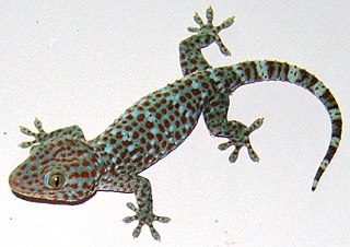 dimensiunea gecko tokay