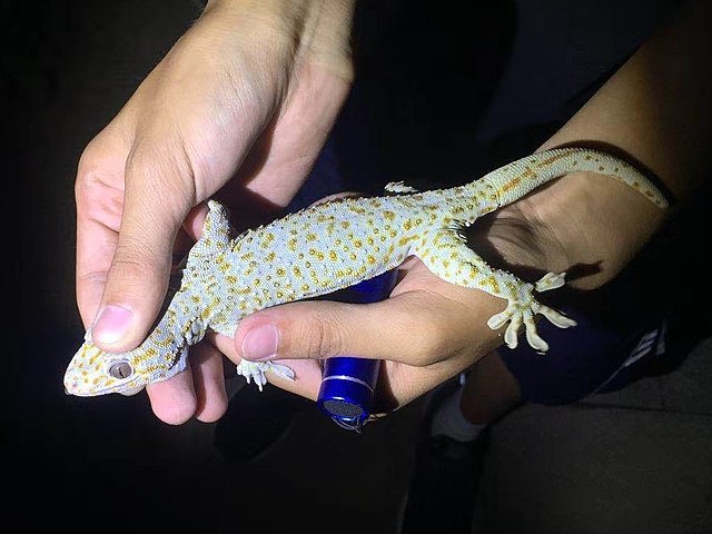 habitatul gecko tokay
