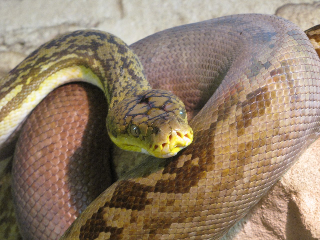 Timor python de vânzare
