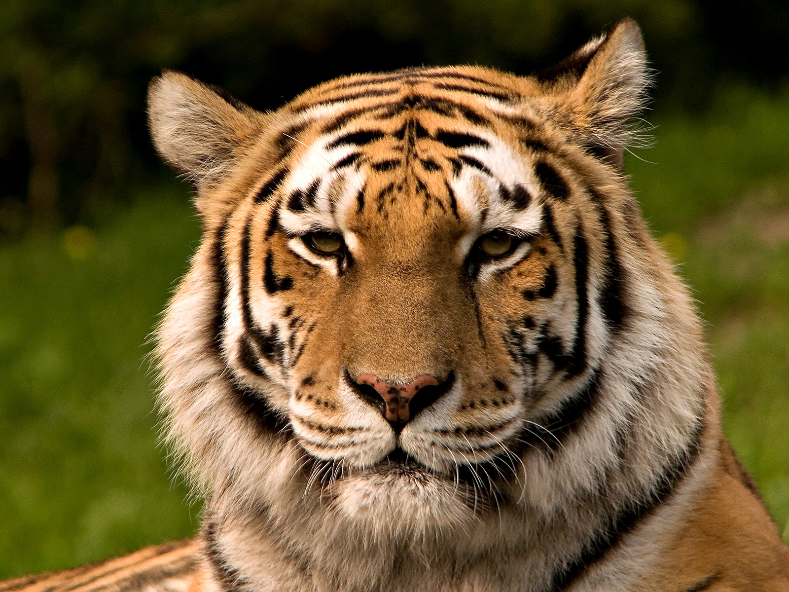 Care sunt 5 fapte despre tigri? 