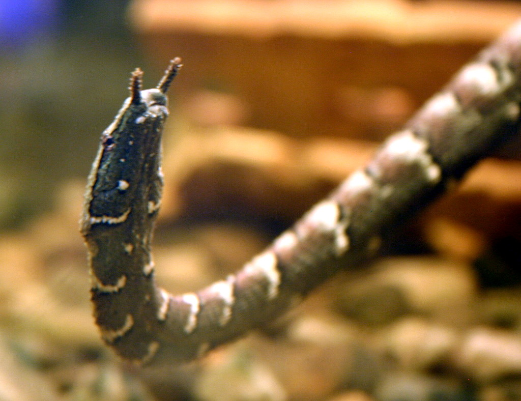 durata de viață a șarpelui cu tentacule