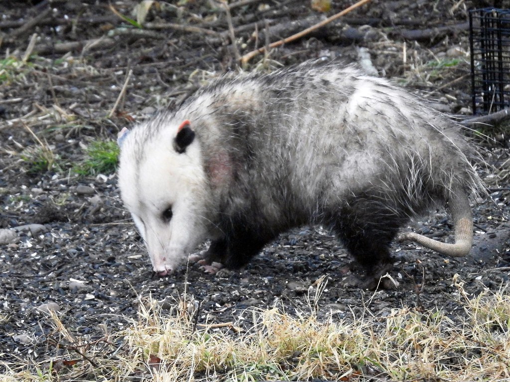Virginia opossum fapte