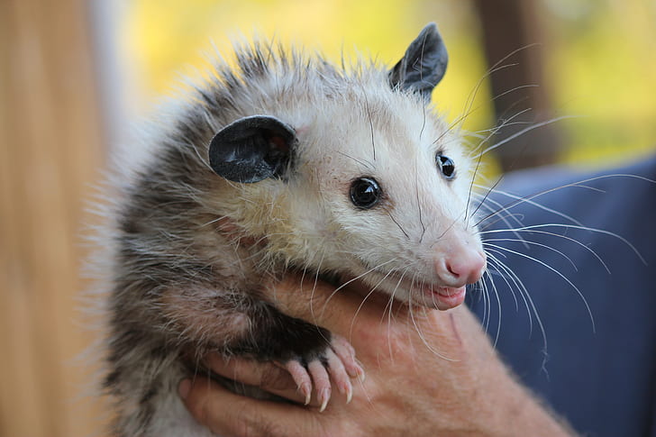 opossum din Virginia de vânzare