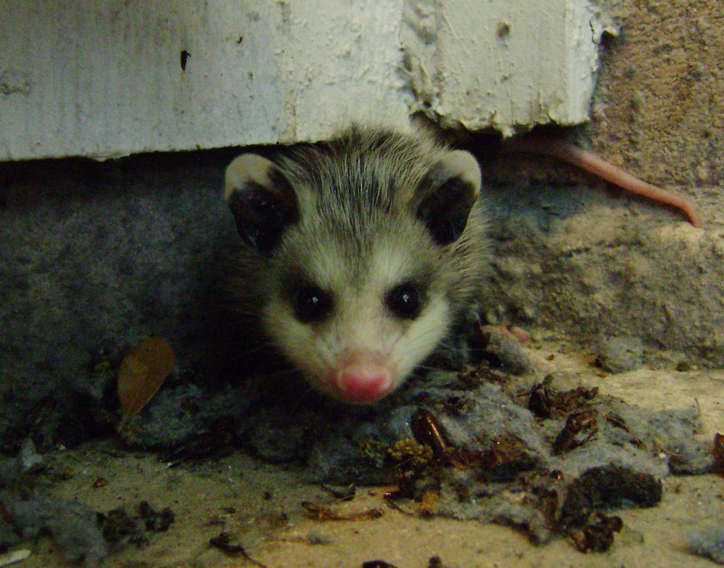 copil de opossum din Virginia