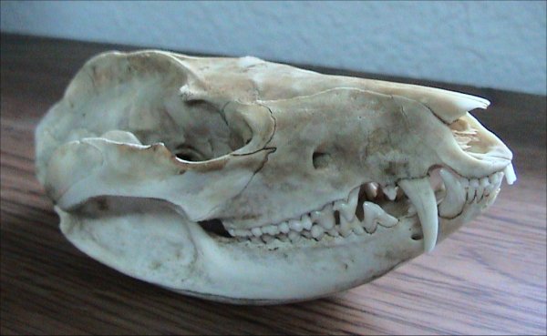 craniu de opossum din Virginia